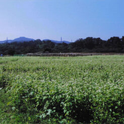 2002-10-13 巾着田のソバ畑<br>蕎麦の花