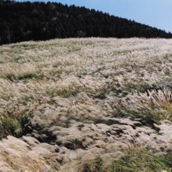 2002-10-28 箱根 仙石原 ススキ野原<br>仙石原のススキ