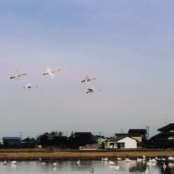 2002-12-20 本埜村 水田と村の風景と白鳥<br>白鳥