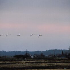 2002-12-20 本埜村 夕焼けと並んで飛ぶ白鳥<br>白鳥