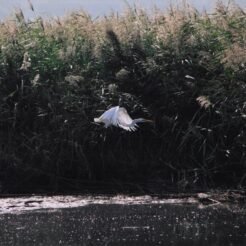 2003-02-11 多摩川 百草園付近 白サギ<br>百草園に行った時