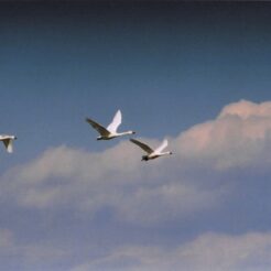 2003-02-14 本埜村 雲が印象的な空を飛ぶ三羽の白鳥<br>白鳥