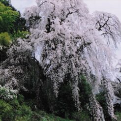 2003-04-11 東京都青梅市 梅岩寺 しだれ桜<br>青梅の梅岩寺と金剛寺で枝垂れ桜の撮影