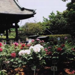 2003-04-29 足立区 西新井大師 ボタンの咲く風景<br>西新井大師のボタンの花 満開すぎ ボタン畑は半分がひかげのためよかつた 西新井大師のかへり、練馬のつつじまつりによった