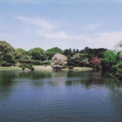 2003-04-19 東京都 新宿御苑 春の風景・桜と池<br>新宿御苑のボタン桜とポピー ボタン桜は満開がすぎて（ちり）桜。新宿御苑にシダレ桜が多いのでらい年がたのしみ 19日小金井公園のボタン桜七分咲き