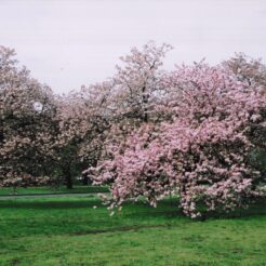 2003-04-21 小金井公園 ボタン桜と公園の風景<br>小金井公園デボタン桜とポピー