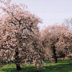 2003-04-21 小金井公園 ボタン桜<br>小金井公園デボタン桜とポピー