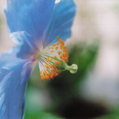 2003-05-22 東京都小平市 東京都薬用植物園 ヒマラヤの青いケシ<br>薬用植物デ ケシ・シヤクヤクの花。薬用植物園 外のケシの花は満開はすぎていた