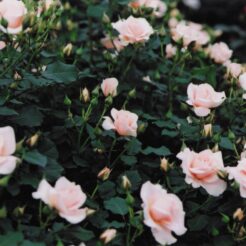 2003-05-18 東京都調布市深大寺 神代植物公園 淡いピンクのバラ<br>神代寺植物園のシヤクヤク スイレン バラ