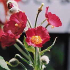 2003-05-22 東京都小平市 東京都薬用植物園 ポピー<br>薬用植物デ ケシ・シヤクヤクの花。薬用植物園 外のケシの花は満開はすぎていた