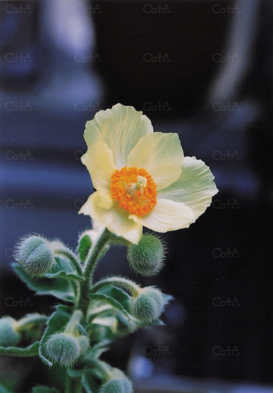 Cropped cota t lightgray2.png