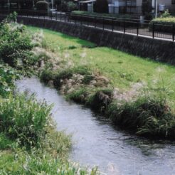 2003-10-10 東久留米市 黒目川<br>黒目川でススキを入て