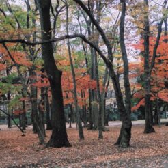 2003-11-21 19;52 小金井公園 紅葉する木々<br>紅葉