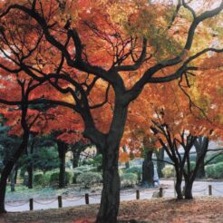 2003-11-21 小金井公園 紅葉の木<br>紅葉