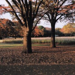 2003-11-21 19;52 小金井公園 秋の景色<br>紅葉