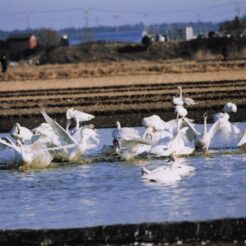 2004-01-06 本埜村 水を浴びる白鳥<br>白鳥