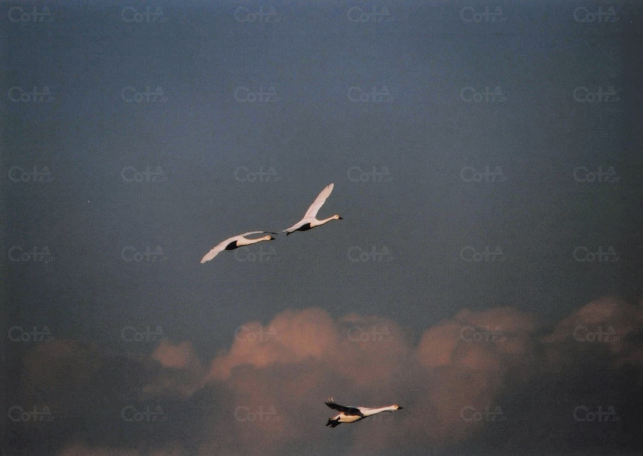 Cropped cota t lightgray2.png