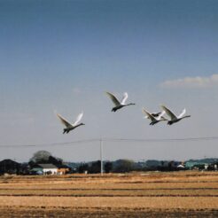 2004-02-08 本埜村 田園風景と白鳥<br>白鳥