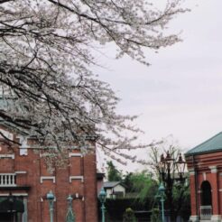 2004-03-31 東京都小平市 がす資料館と桜<br>白山公園の桜 小金井公園のシダレ桜とヨシノ桜