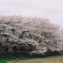 2004-03-31 東京都東久留米市滝山 白山公園 サクラ<br>白山公園の桜 小金井公園のシダレ桜とヨシノ桜