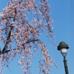 2004-03-27 新宿御苑 桜と街灯<br>新宿御苑のしだれ桜満開はすぎていた。をそい。しだれ桜が5本くらいある