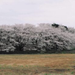 2004-03-31 東京都東久留米市滝山 白山公園 サクラ2<br>白山公園の桜 小金井公園のシダレ桜とヨシノ桜