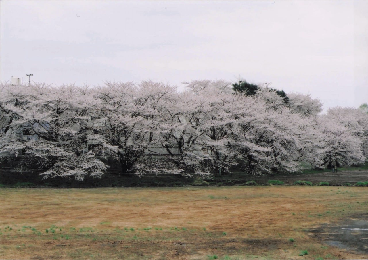 サクラ