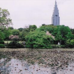 2004-03-27 新宿御苑と池<br>新宿御苑のしだれ桜満開はすぎていた。をそい。しだれ桜が5本くらいある