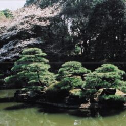 2004-03-27 新宿御苑 日本庭園と池<br>新宿御苑のしだれ桜満開はすぎていた。をそい。しだれ桜が5本くらいある