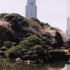 2004-03-27 新宿御苑 代々木のNTTタワーと日本庭園・桜<br>新宿御苑のしだれ桜満開はすぎていた。をそい。しだれ桜が5本くらいある