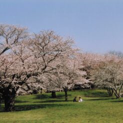 2004-04-01 昭和記念公園 桜<br>桜