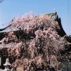 2004-04-09 東京都小平市花小金井 円成院 桜1<br>青梅 梅岩寺 シダレ桜 カタクリと羽村のチユリプ5分咲き 梅岩寺のシダレ桜は終ていた カタクリもおはつていた