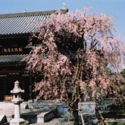 2004-04-09 東京都小平市花小金井 円成院 桜2<br>青梅 梅岩寺 シダレ桜 カタクリと羽村のチユリプ5分咲き 梅岩寺のシダレ桜は終ていた カタクリもおはつていた