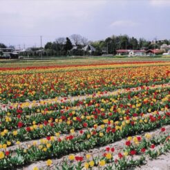 2004-04-09 羽村 根がらみ前水田 チューリップ 花と水のまつり<br>根がらみ前水田・桜づつみ公園