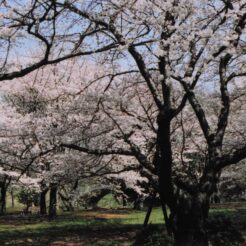 2004-04-01 昭和記念公園 桜1<br>昭和記念公園の桜 満開　昭和記念公園の桜の撮影ははじめてだと思う 今年の桜はとてもよい