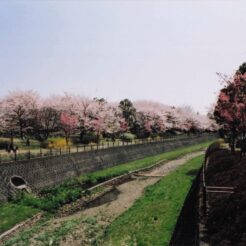 2004-04-01 昭和記念公園 桜と土手<br>昭和記念公園の桜 満開　昭和記念公園の桜の撮影ははじめてだと思う 今年の桜はとてもよい