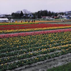 2004-04-09 羽村 根がらみ前水田 チューリップ 花と水のまつり風景<br>根がらみ前水田・桜づつみ公園