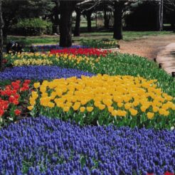 2004-04-09 17;25羽村 桜づつみ公園 チューリップ<br>根がらみ前水田・桜づつみ公園