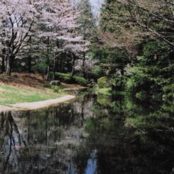 2004-04-01 昭和記念公園 桜と水面に映る景色<br>昭和記念公園の桜 満開　昭和記念公園の桜の撮影ははじめてだと思う 今年の桜はとてもよい