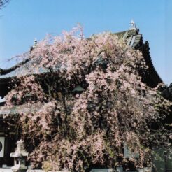 2004-04-01 青梅 梅岩寺 桜<br>桜