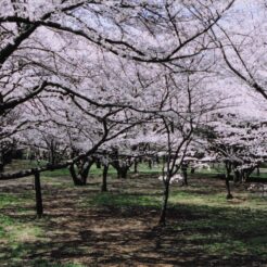 2004-04-01 小金井公園 たくさんの桜<br>桜