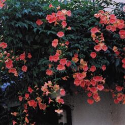 2004-07-10 花小金井 ノウゼンカズラ<br>花の家の近く 凌霄花