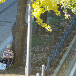 2004-11-21 12;44;21 山下公園付近で絵を描く人<br>山師公園近くの黄色く色づいた外呂樹をスケッチする人