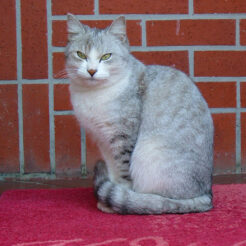 2004-11-21 14;02;00 ティールーム霧笛入り口にいる猫<br>港の見える丘公園内にあるカフェ「ティールーム霧笛」で客を案内してくれた猫