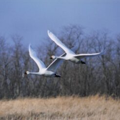 2005-02-04 本埜村 白鳥二羽が地面近くを飛ぶ<br>白鳥