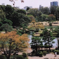 2005-03-27 六義園の庭園の風景<br>六義園のかへりに新宿御苑デ 早咲きのシダレ桜と白レンの花