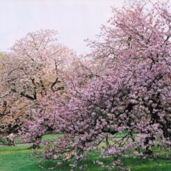 2005-04-21 小金井公園 満開の桜たち<br>小金井公園のヤエ桜