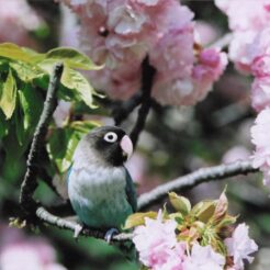 2005-04-21 小金井公園 八重桜とインコ<br>小金井公園のヤエ桜