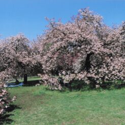 2005-04-21 小金井公園 桜と原っぱ<br>小金井公園のヤエ桜