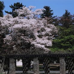 2005-04-07 小金井公園 満開の桜 ソメイヨシノ<br>桜